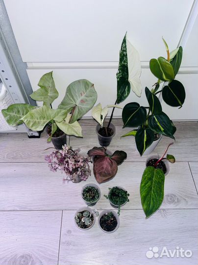 Наборы комнатных растений Ч2