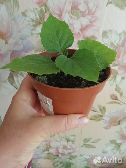 Клеродендрум филлипинский