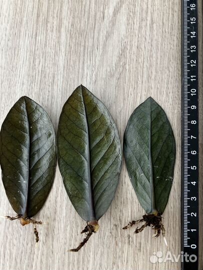 Замиокулькас чёрный raven с корнем и клубнем