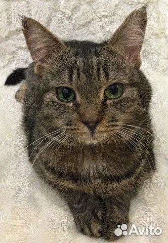 Чудесная кошечка Васенька ищет передержку дом