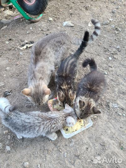 Котята в добрые руки