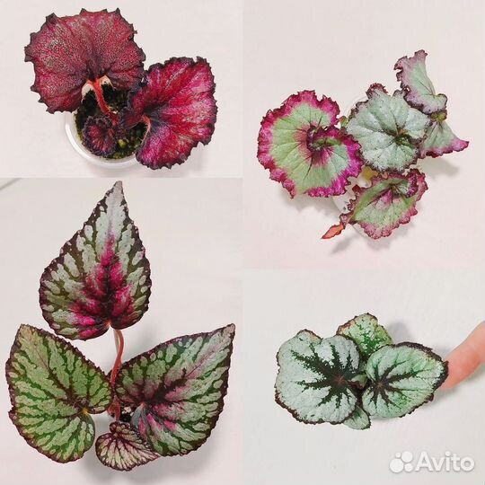 Бегонии эписции