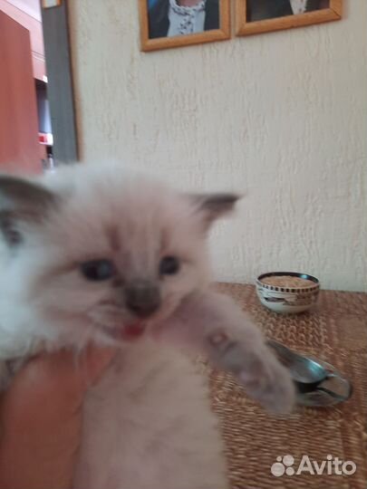 Кошки породистые