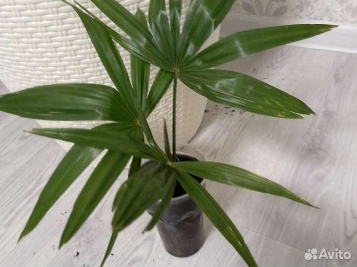 Пальма трахикарпус