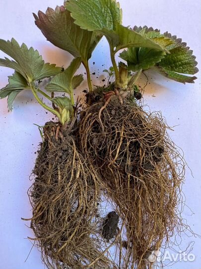 Саженцы клубники