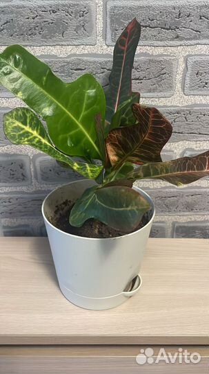 Алоэ и кротон