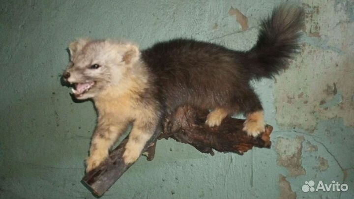 Таксидермия