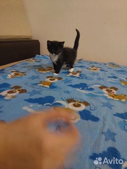 Котёнок дар