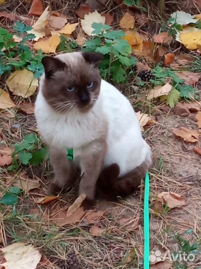 Сиамский кот вязка