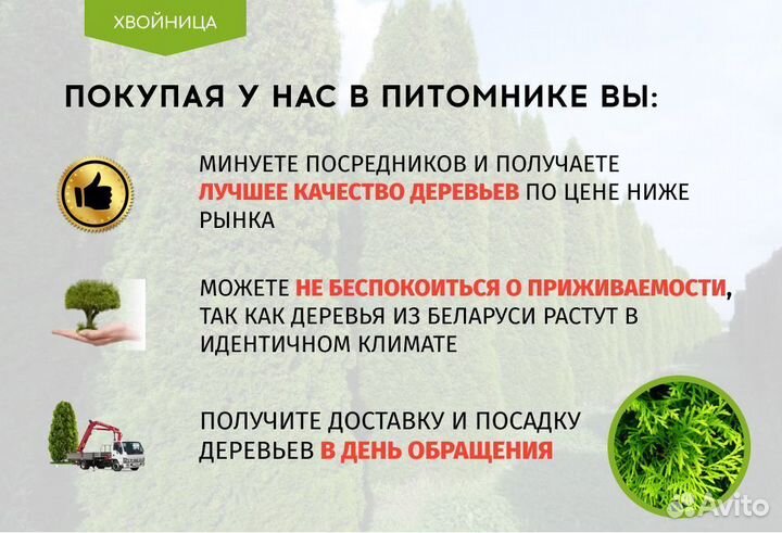 Туя Смарагд 1,8-2 м,Брабант,Колумна