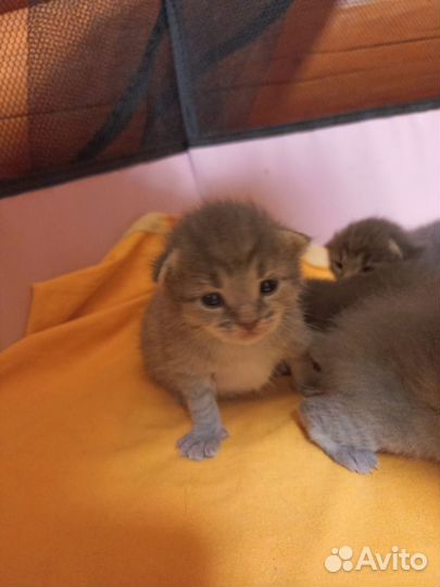 Котята