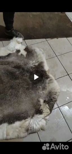 Оленья шкура 4000 штук