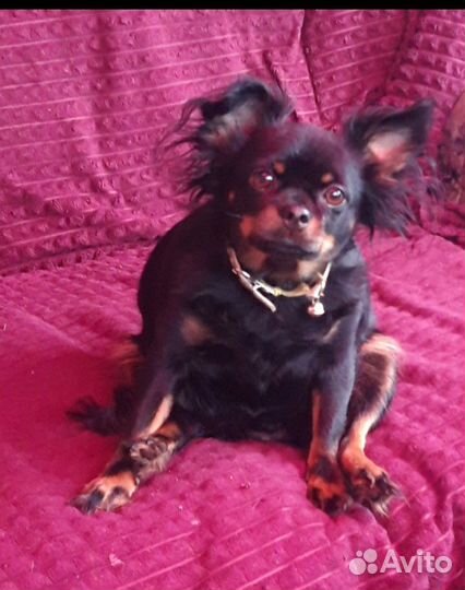 Вязка ищет жениха