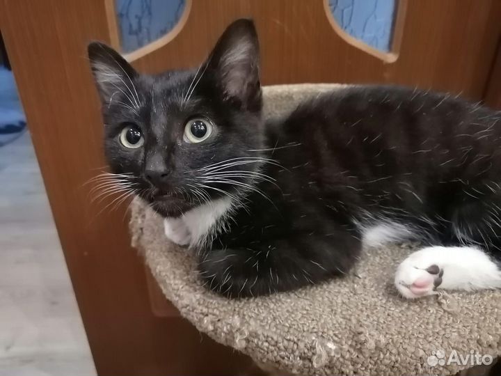 Котик ищет семью
