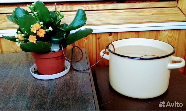 Автополив для комнатных растений