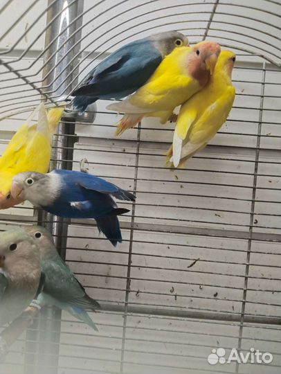 Попугай неразлучники