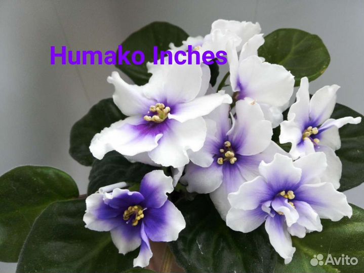 Лист фиалки, 10сортов