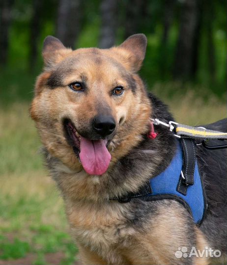 Возьми собаку из приюта