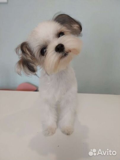 Мальтипу мальчик мини