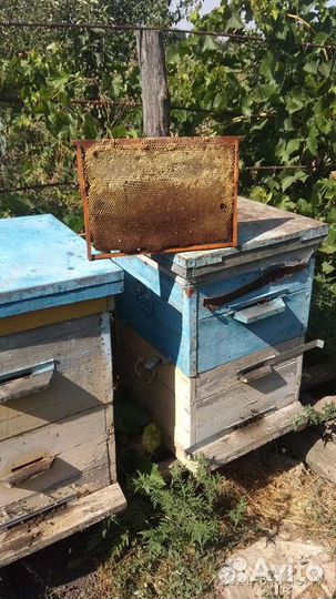 Мёд акация свежий