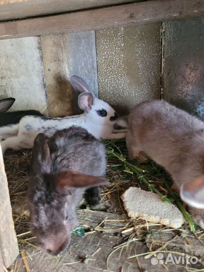 Кролики нпв