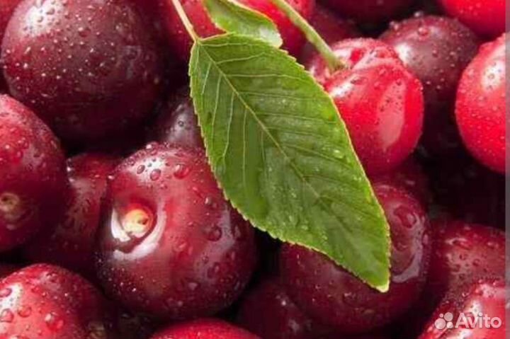 Вишня ягода