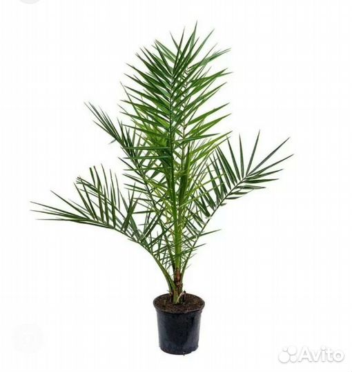 Финиковая пальма