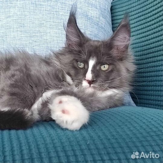 Котенок мейн-кун