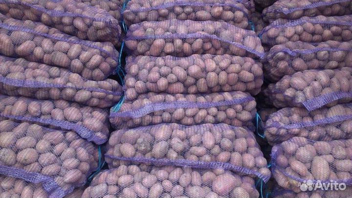 Картофель оптом