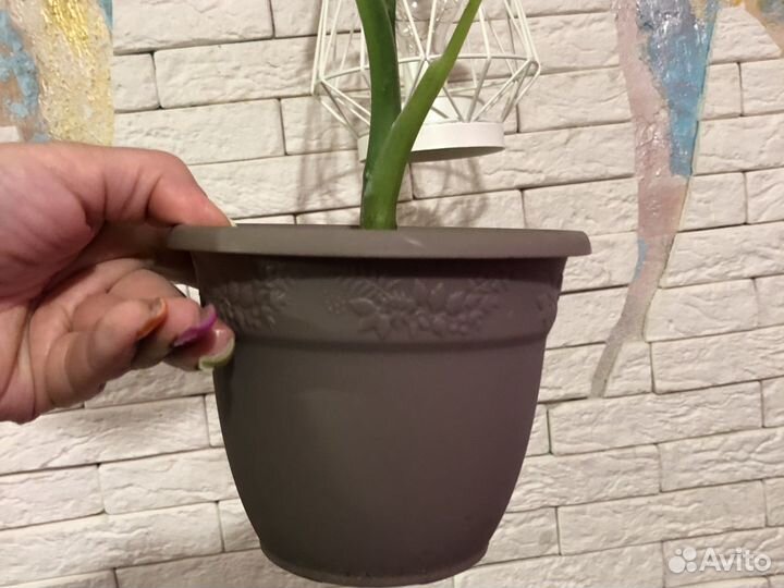 Диффенбахия