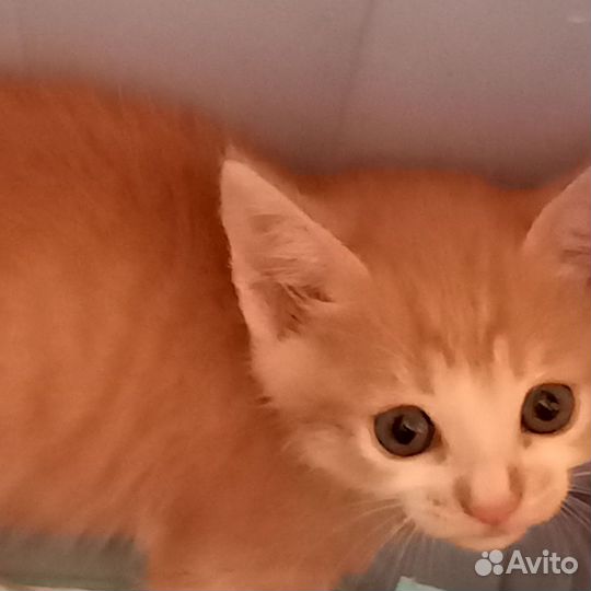 Котята в дар