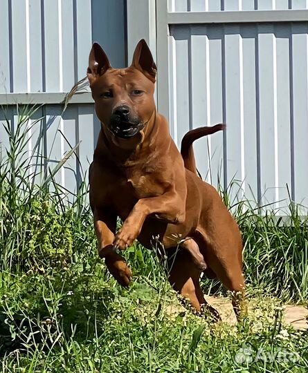 Тайский риджбек (вязка)