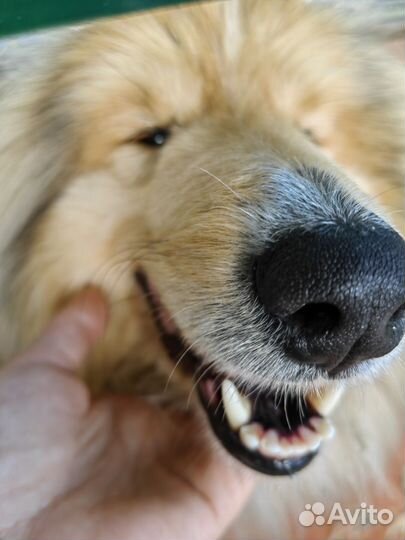 Собака породы Колли