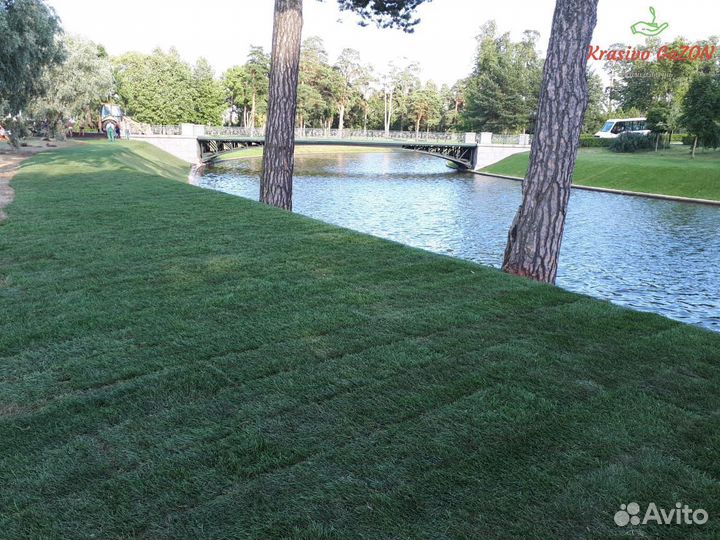 Рулонный газон Теневыносливый