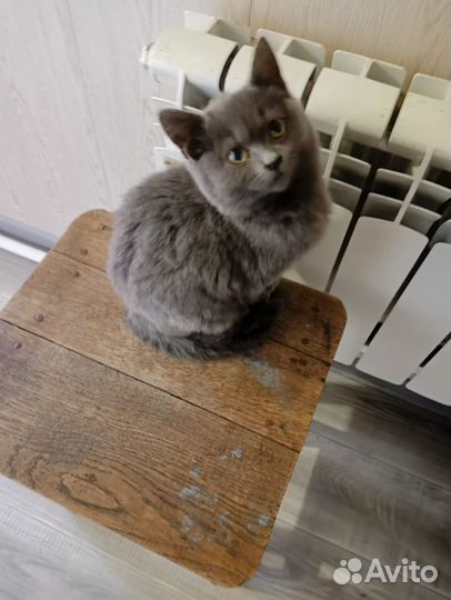 Шотландские прямоухие котята