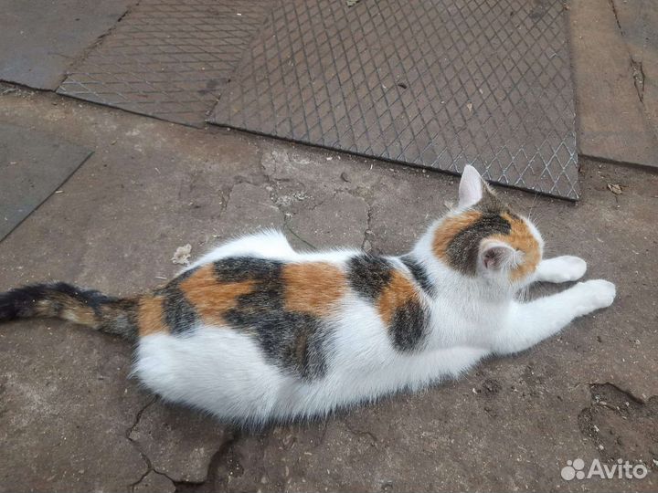 Плюшевые котята в добрые руки