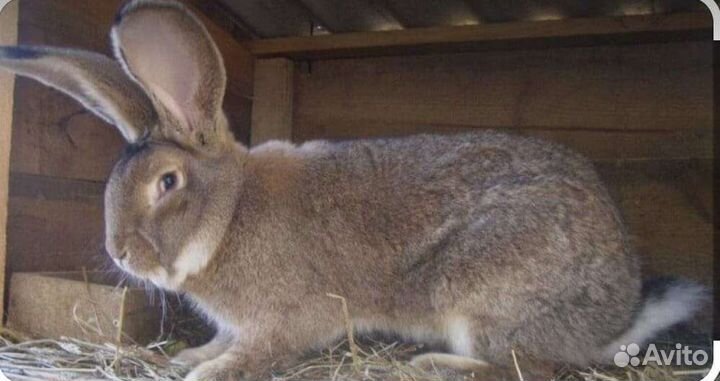 Кролики породы фландр