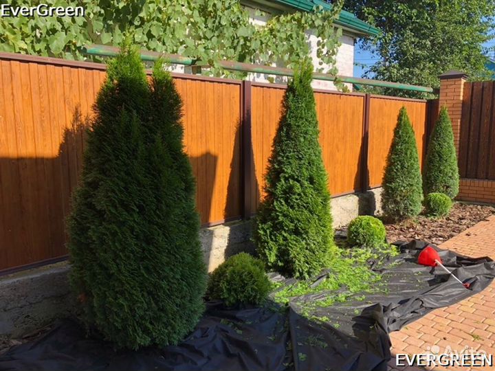 Туя брабант