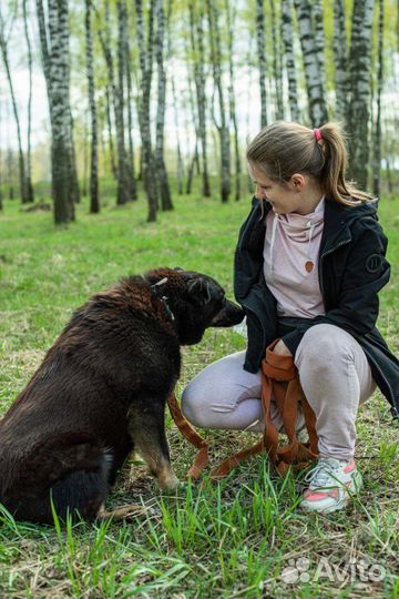 Собака из приюта ищет свой дом