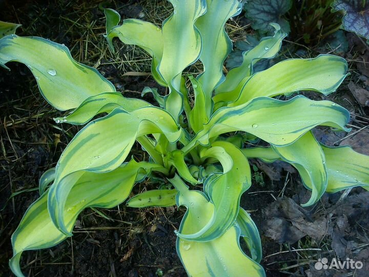 Хосты с плотными листьями