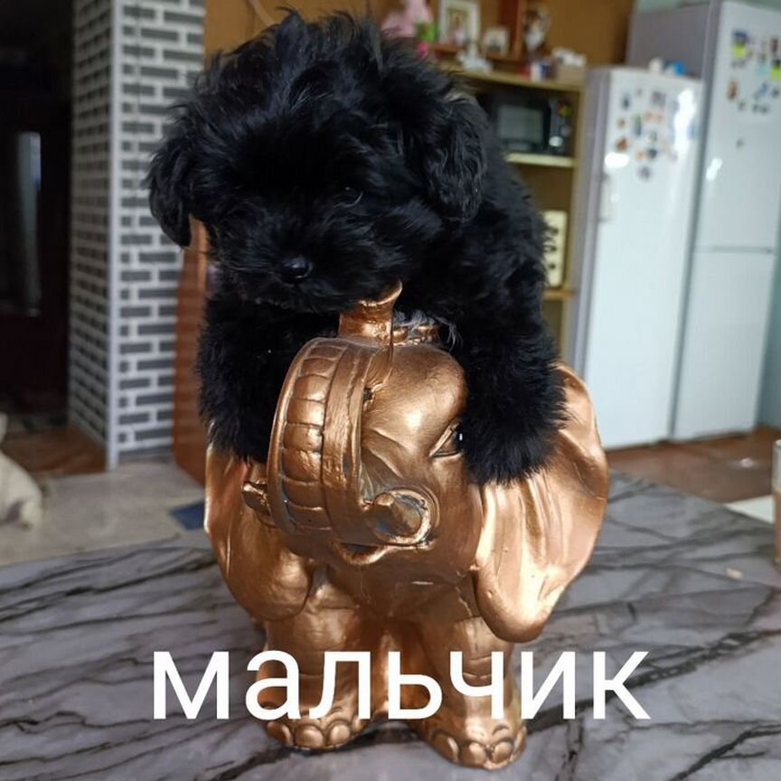 Щенки мальтипу