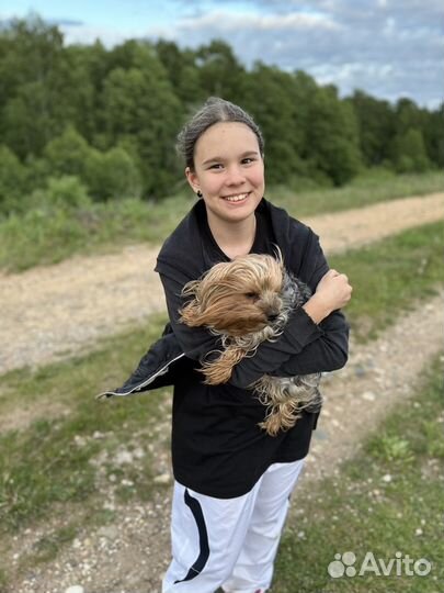 Выгулять собаку, выгул собак