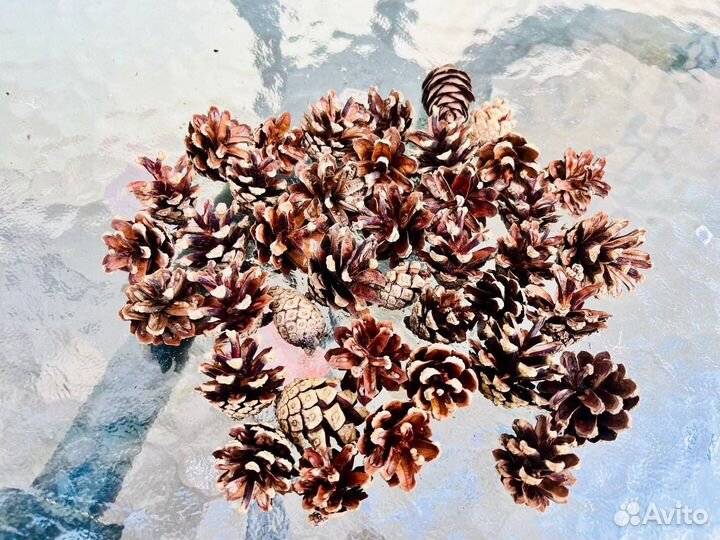 Шишки сосновые шишки еловые