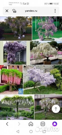 Глициния саженцы