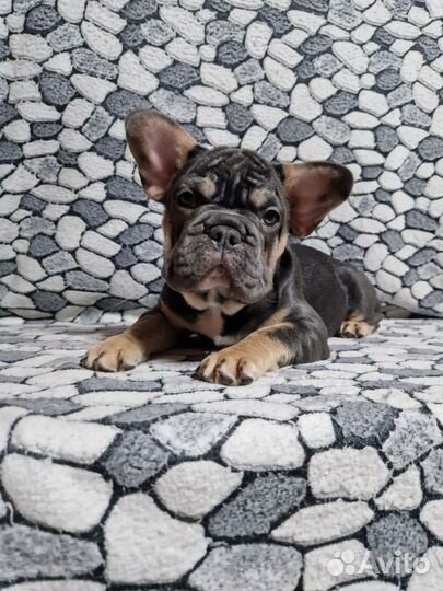 Французский эксклюзив