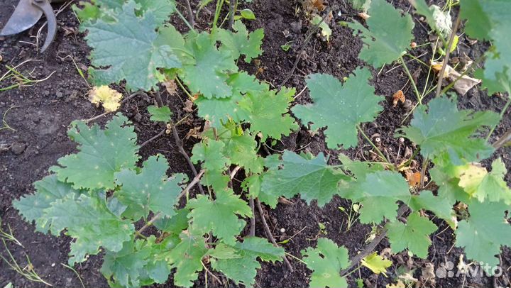 Земклуника, смородина черная,белая, жимолость