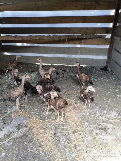 Бойцовые парочка