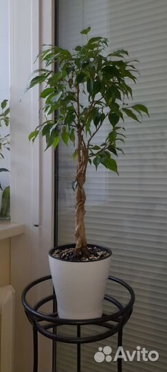 Комнатное растение Бенджамин