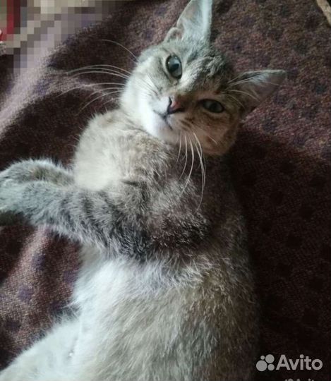 Самая ласковая Адель, стерильна