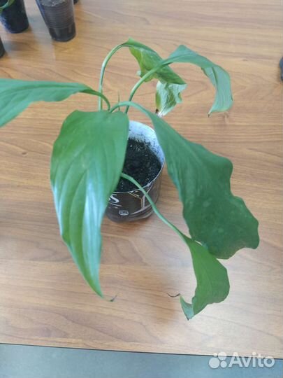 Спатифиллум